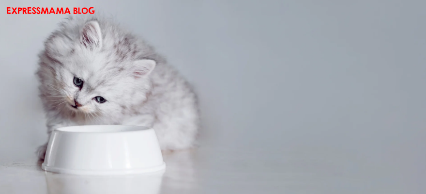 Kedi Ödül Maması Nasıl Verilmeli? Ne Zaman Verilmeli? Faydaları Nelerdir? (2026 Güncel Rehber)