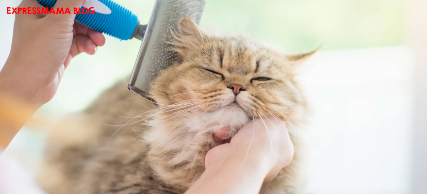 Kedi Tüyleri Nasıl Taranır? Doğru Tarama Teknikleri ve Püf Noktaları