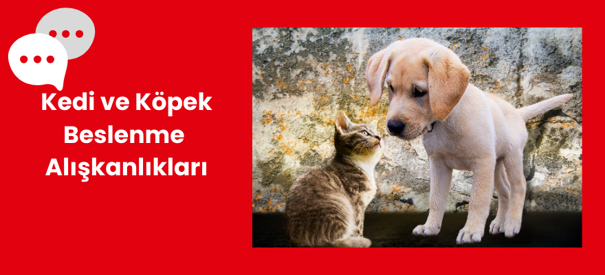 kedi beslenmesi,kedi beslenme alışkanlıkları,köpek beslenmesi,köpek beslenme alışkanlıkları