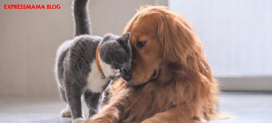 Kedi ve Köpek Tüylerine Kesin Çözüm! Tüy Toplayıcı Rulo ve Tarak ile Temiz Ev Rehberi