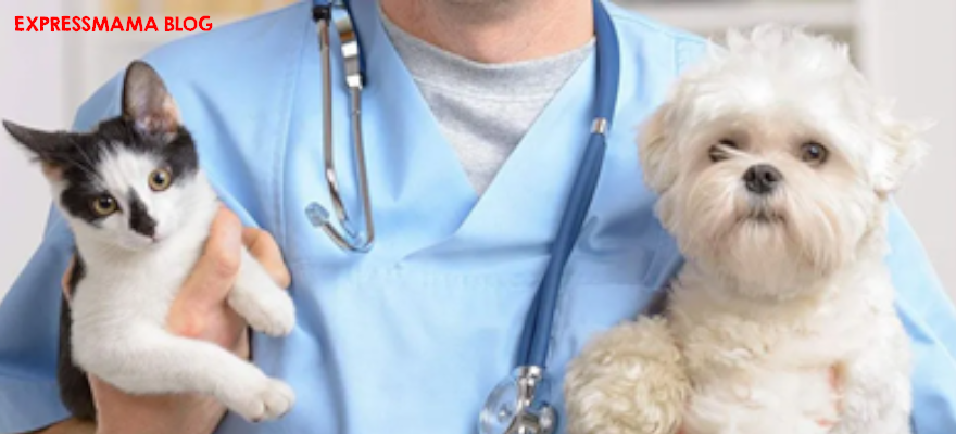 Kedi ve Köpeklerde Aşı Takvimi 2026: Hangi Aşı Ne Zaman Yapılmalı? Güncel Rehber