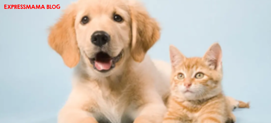 Kediler ve Köpekler İçin Vitamin ve Takviyeler: Neden Gerekli, Ne Zaman Kullanılmalı?