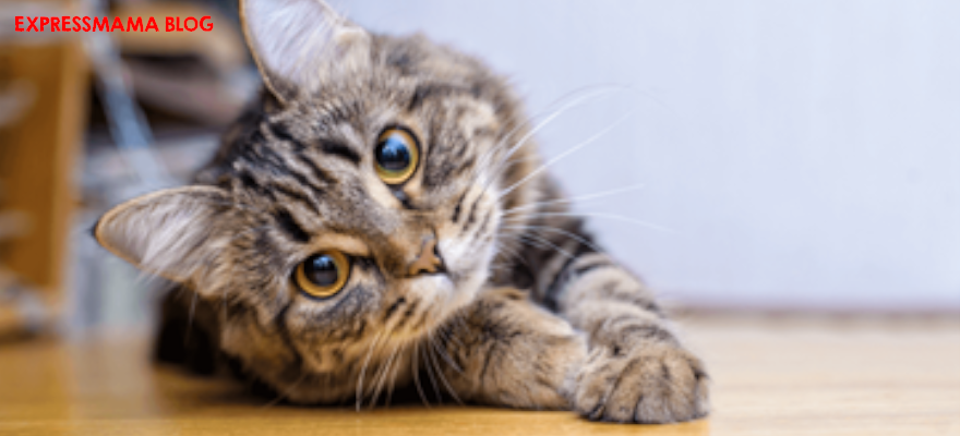 Kedilerde Kızgınlık Dönemi