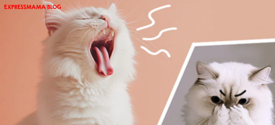 Kedilerin Ağzı Neden Kokar? Belirtileri Nelerdir? ve Tedavi Şekilleri Nasıl Olmalıdır?