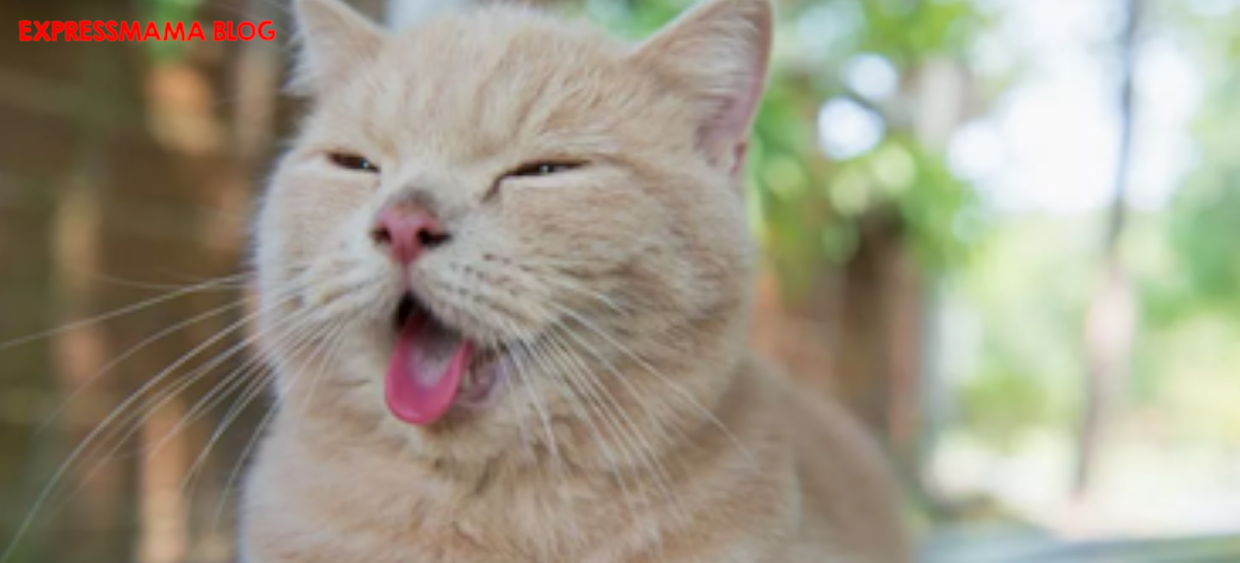 Kedilerin Dili Hakkında Şaşırtıcı 20 Gerçek!