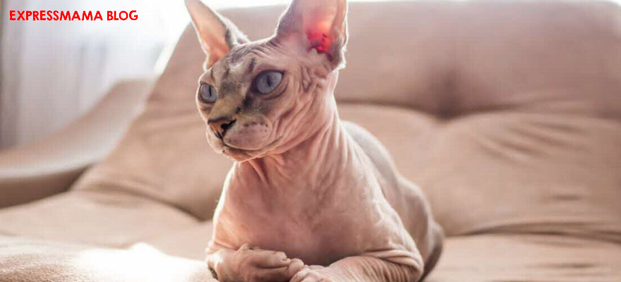 Kedilerin Şifalı Frekansı: Mırlamanın İnsan Sağlığına Etkisini Okuyunca Şaşıracaksınız!