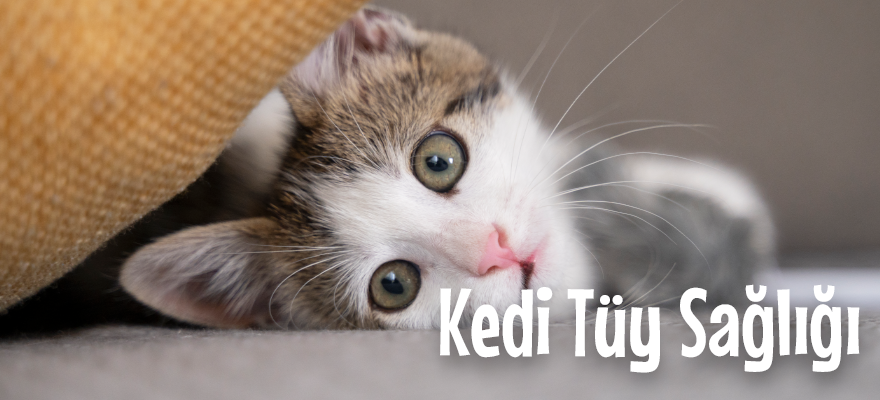 Kedi tüy sağlığı,kedilere özel tüy sağlığı desteği