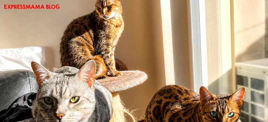 Kedim Neden Tüy Döker? Kedi Tüy Dökülmesi Nasıl Azaltılır?
