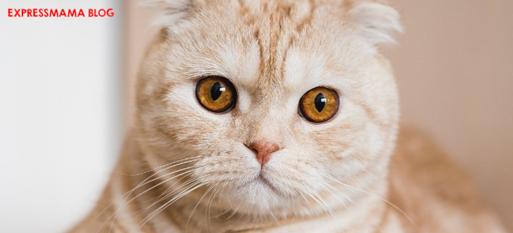Kediniz Bu Mamayı Çok Sevecek! N&D Ocean Morina Balıklı ve Portakallı Ata Tahıllı Yetişkin Kedi Maması İncelemesi: İçeriği, Besin Değerleri, Faydaları ve Kullanıcı Yorumları