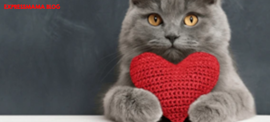 kedi taşıma çantası