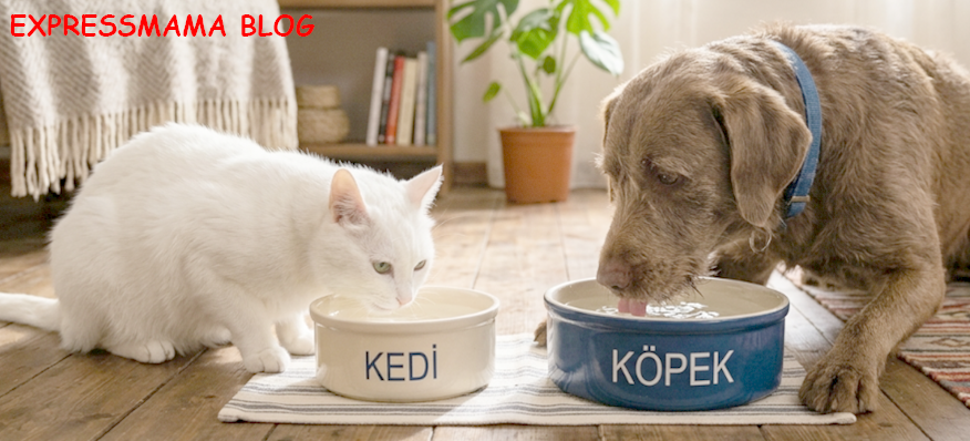 Kediniz VE Köpeğiniz Suyu Az Mı İçiyor? Doğru Su Kabı Seçimi ile Sağlıklı Yaşamın Sırrı