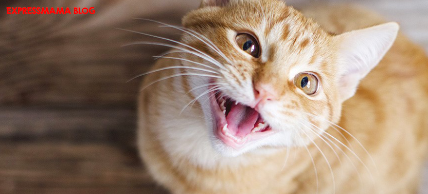 Kedinizin Miyavlamalarını ve Çıkardığı Tüm Sesleri Anlamak: Kedi Sesleri Ne Anlama Geliyor?