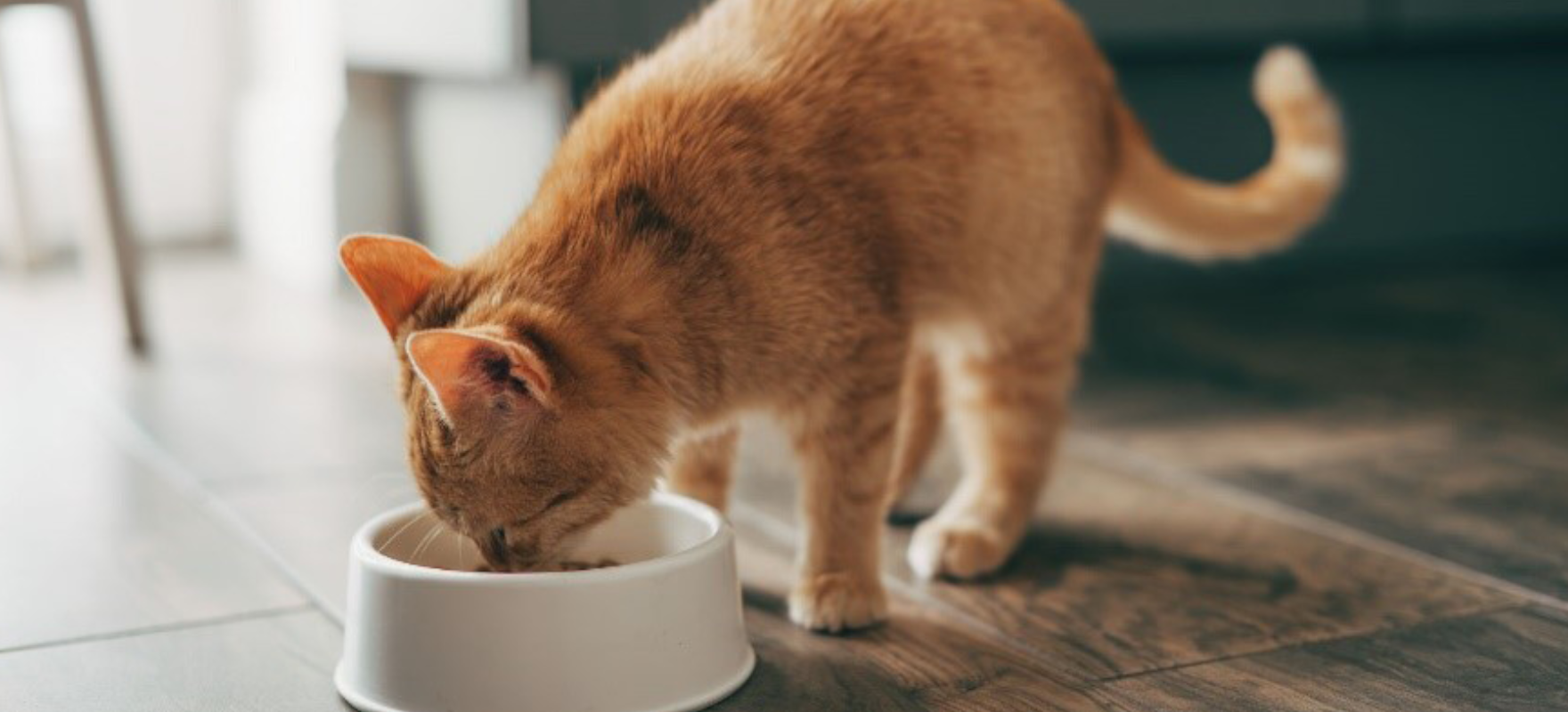 Kedinizin Tüyleri Parlasın: N&D Quinoa Skin & Coat Ringa Balığı Yetişkin Kedi Maması Hakkında Her Şey!