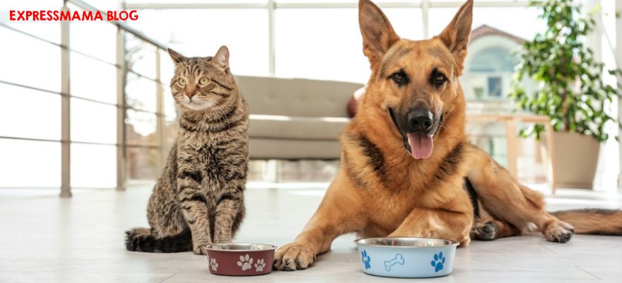 Kediyle Köpek Aynı Evde Birlikte Yaşayabilir mi?