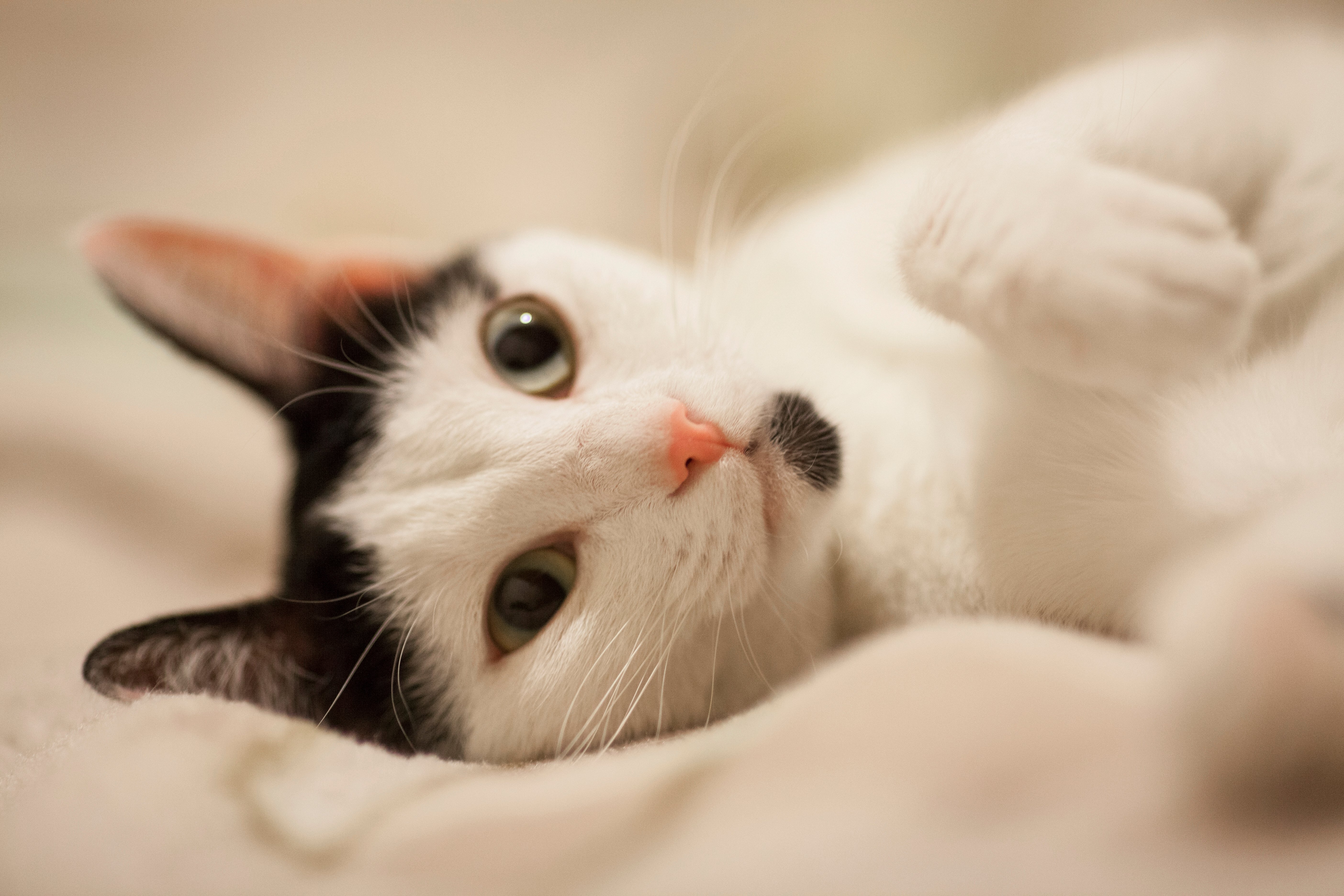 kısırlaştırılmış kedi,kilolu kedi,brit care kedi maması