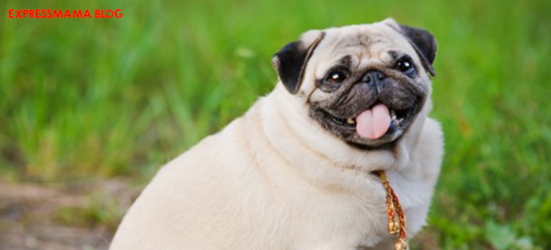 Kilolu Köpekler Nasıl Zayıflar? 15 Etkili Egzersiz Hızlı ve Güvenli Zayıflama Rehberi