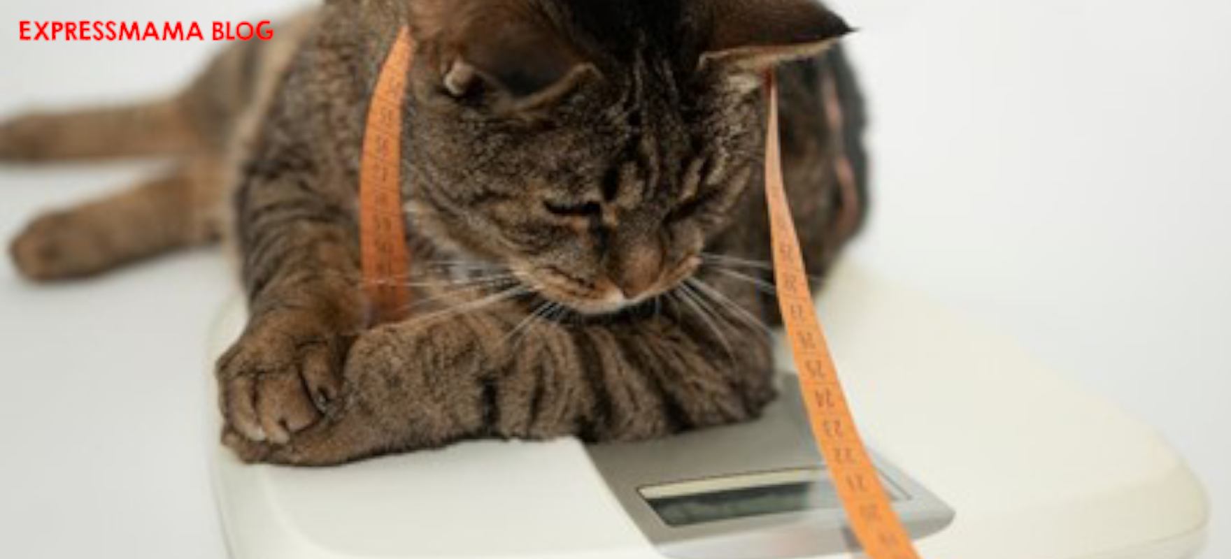 Kilolu Obez Kediler İçin Kesin Çözüm! Doğru Beslenme ve Bakımı Nasıl Olmalı?