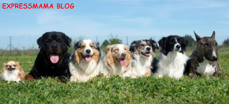 Kilolu Obez Köpekler İçin Kilo Kontrolü Sağlayan ve Kilo Verdiren En İyi Köpek Maması: N&D Düşük Tahıllı Light Medium & Maxi Tavuklu Yetişkin Köpek Maması İncelemesi