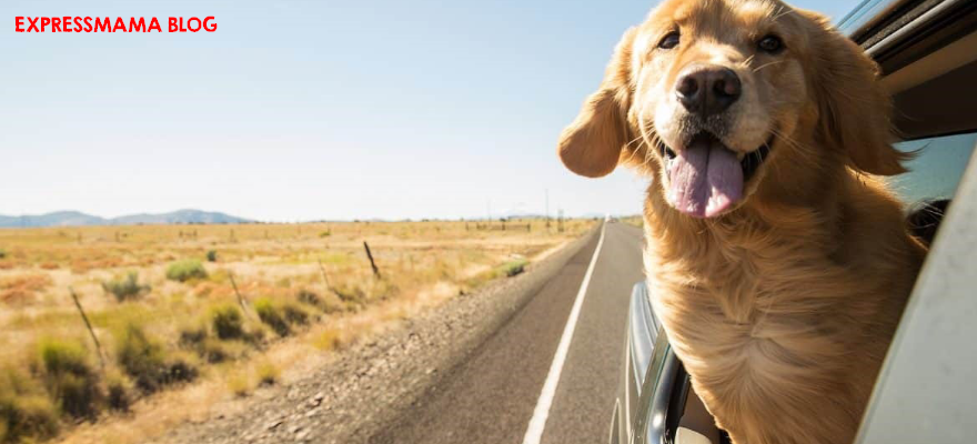 Köpeğiniz Arabaya Binmek İstemiyor mu? 8 Etkili Çözüm ve Alıştırma Yöntemi
