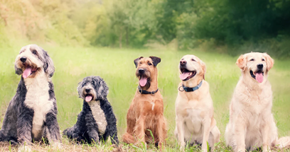 Köpeğiniz Bu Mamaya Bayılacak! N&D Prime Kuzu Etli ve Yaban Mersinli Orta ve Büyük Irk Tahılsız Yetişkin Köpek Maması İncelemesi (2026): İçeriği ve Faydaları