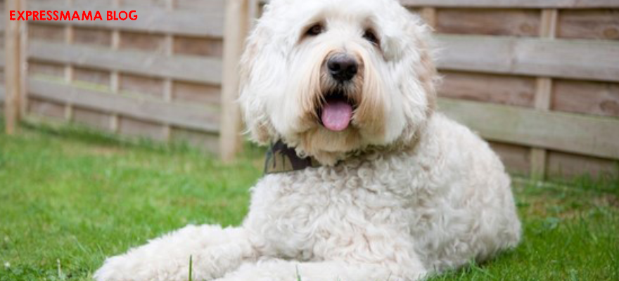Köpeğiniz Sürekli Kaşınıyor mu? İşte Çözümü: Hill’s Hypoallergenic Yetişkin Orta Irk Köpek Maması İncelemesi Alerjik Köpekler İçin En Doğru Mama Seçimi Detaylı Rehber ve Kullanıcı Yorumları