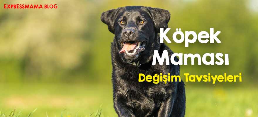 Köpek Maması,Köpek Maması Değişimi,Köpek Diyet Maması,Köpek Sağlığı