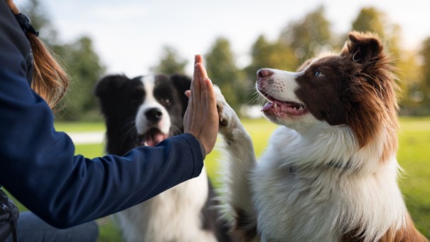 Köpeğinizle Kolay İletişim Kurmayı Sağlayacak 15 Temel Komut 2026 Güncel Bilgiler