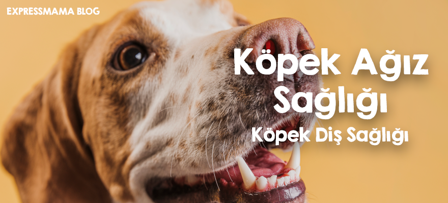 köpek ağız sağlığı,köpek diş sağlığı