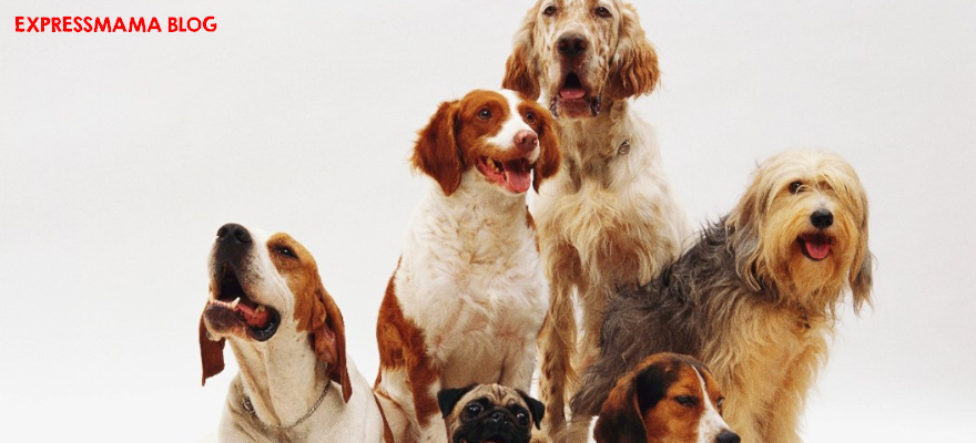 Köpekler Hakkında Bilinmeyen 50 Gerçek: Evcil Dostlarımızın Gizemli Dünyası