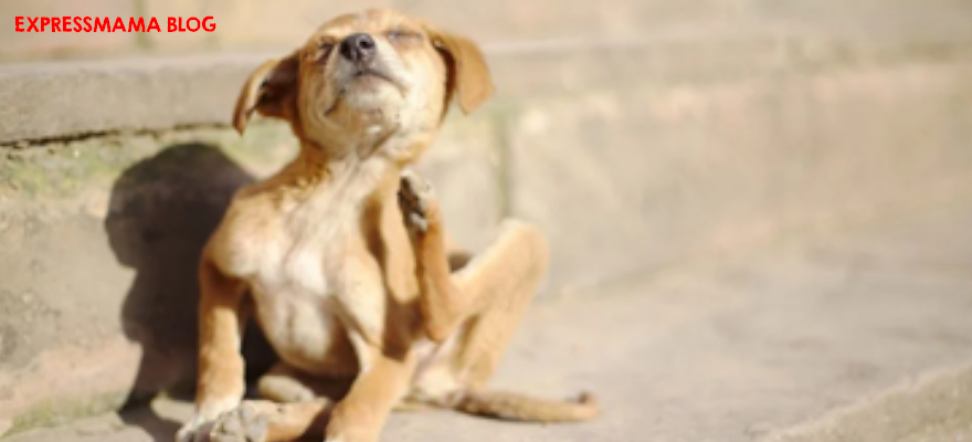 Köpeklerde Deri Hastalıklarının Nedenleri ve Tedavi Şekilleri