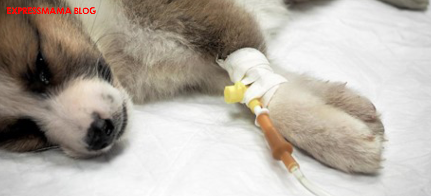 Köpeklerde Kanlı İshal (Parvoviral Enterit): Belirtileri, Nedenleri, Tedavisi ve Önlenmesi