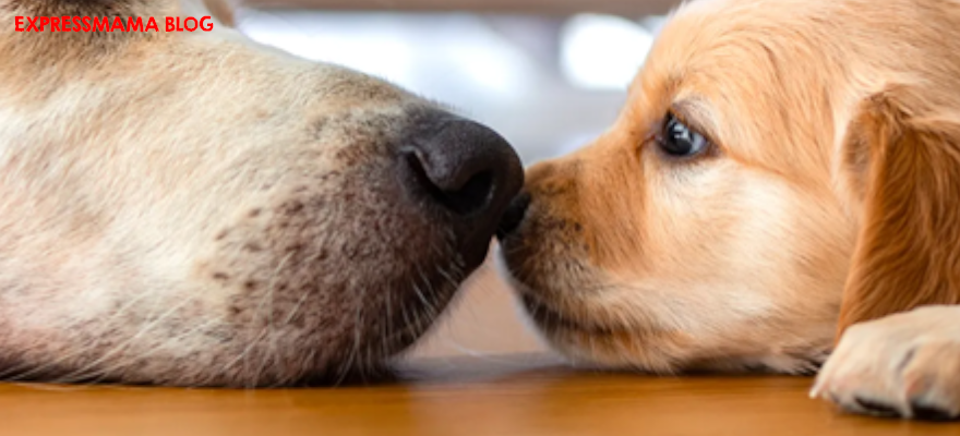 Köpeklerde Koku Alma Duyusu Nasıl Çalışır? Dünyayı Burunlarıyla Nasıl Keşfediyorlar?