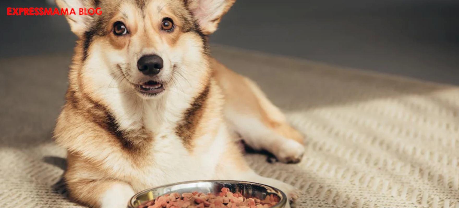 Köpeklerde Mama Değişimi Nasıl Yapılmalı? Kaç Günde ve Hangi Miktarda Yapılır?