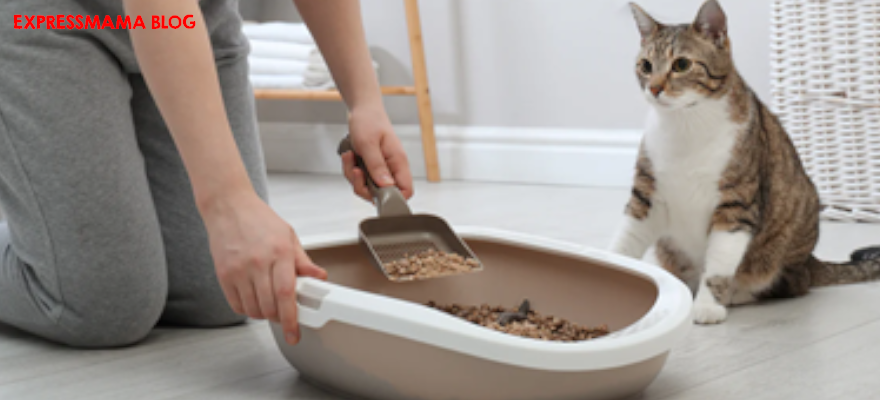 Kötü Kokuya Son! Kedi Kumu İçin En Etkili Koku Gidericiler: Ferah Bir Ev, Mutlu Bir Kedi Temiz ve Ferah Yaşam Alanı