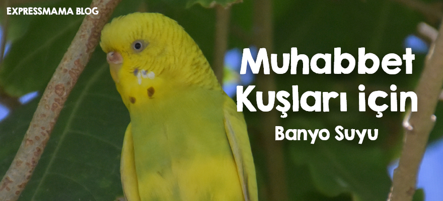 kuş,banyo,kuş banyosu,kuş banyosu,kuşlar,muhabbet kuşları