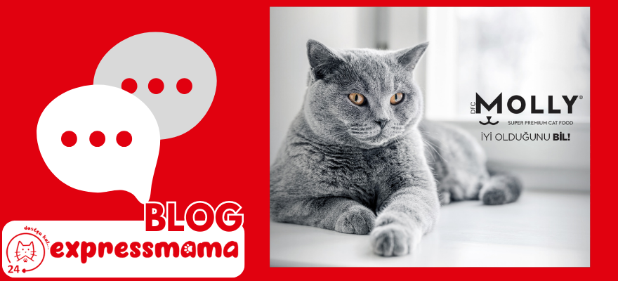 molly kedi maması