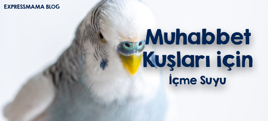 muhabbet kuşu,kuş kafesi,akıllı muhabbet yemliği,akıllı yemlik,