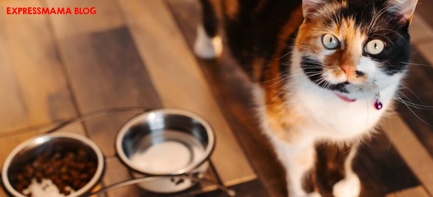 N&D Ancestral Grain Kuzu Etli ve Yaban Mersinli Yetişkin Kedi Maması İncelemesi (2026): İçerik, Veteriner Görüşü, Kullanıcı Yorumları Nelerdir?