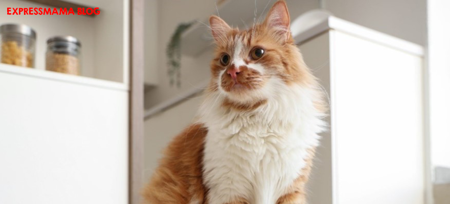 N&D Ancestral Grain Tavuklu ve Narlı Kedi Maması Gerçekten Alınır mı? 2026 Detaylı İnceleme