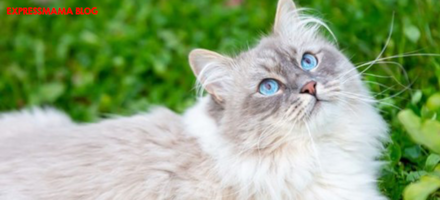N&D Balkabaklı Ördek ve Kavunlu Yetişkin Kedi Maması İncelemesi (2026): İçindekiler, Besin Değerleri, Veteriner Değerlendirmesi, Kullanıcı Yorumları ve Alınır mı?