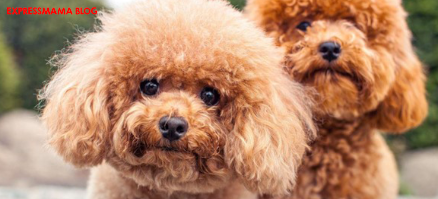 N&D Brown Kuzu Eti Spirulina ve Havuçlu Yavru Köpek Maması İncelemesi (2026): İçindekiler, Veteriner Değerlendirmesi, Kullanıcı Yorumları ve Alınır mı?