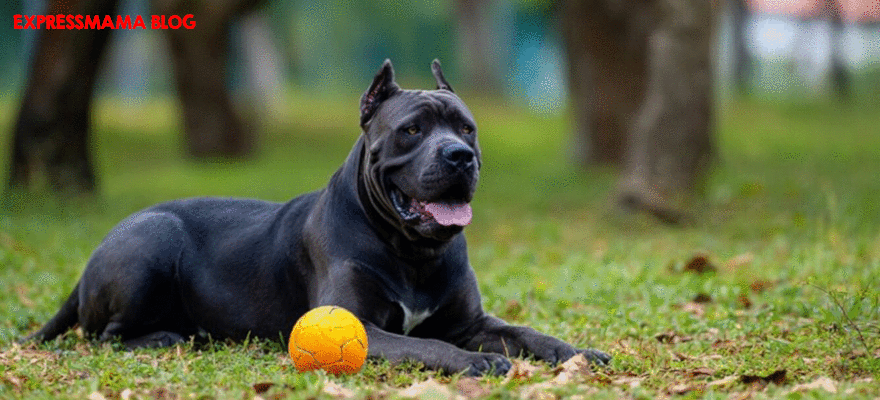 ND Düşük Tahıllı Tavuklu Narlı Medium Maxi Yetişkin Köpek Maması İncelemesi (2026): İçeriği, Avantajları ve Kimler İçin Uygun?