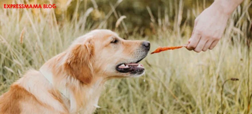 N&D Köpek Ödülleri İncelemesi (2026): Hangisi Alınmalı? İçerik Analizi, Veteriner Yorumu ve Gerçek Kullanıcı Yorumları