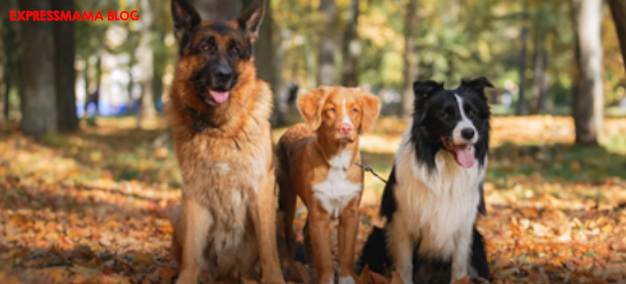 N&D Quinoa Ördek, Brokoli ve Kinoa Medium & Maxi Yetişkin Köpek Maması İncelemesi (2026): Hassas Sindirimi Olan Köpekler İçin Uygun mu?