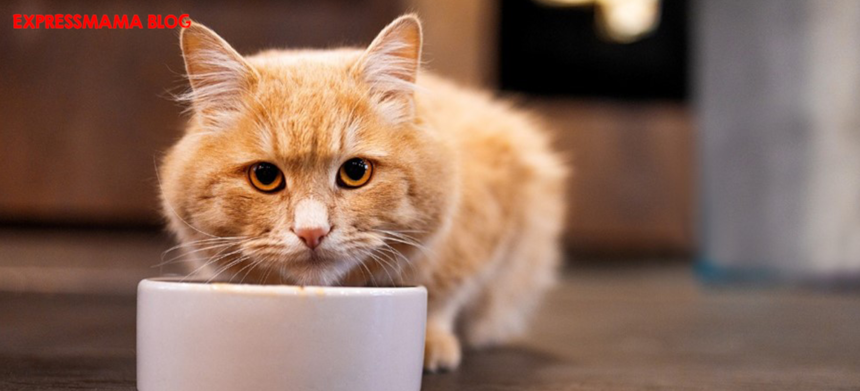 N&D Quinoa Tahılsız Ördek Etli Urinary Yetişkin Kedi Maması İncelemesi: İdrar Yolu Sağlığını Destekleyen Premium En İyi Kedi Maması