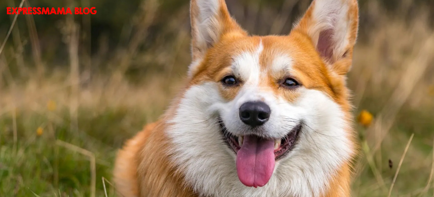 N&D Tropical Selection Somonlu ve Tropikal Meyveli Orta ve Büyük Irk Yetişkin Köpek Maması İncelemesi (2026): İçeriği, Faydaları, Kullanıcı Yorumları ve Alınır mı?