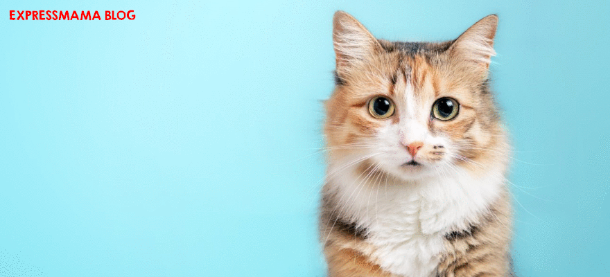 N&D Tropical Selection Tavuklu ve Tropikal Meyveli Yetişkin Kedi Maması İncelemesi (2026) İçindekiler, Veteriner Değerlendirmesi, Kullanıcı Yorumları, Besin Değerleri ve Alınır mı?