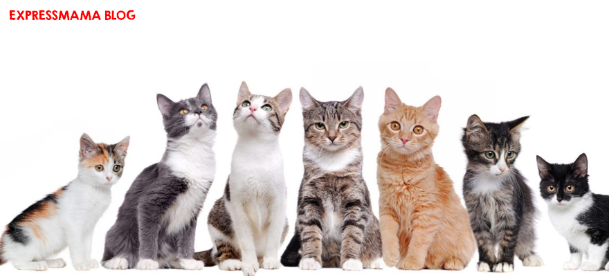 Rüyada Kedi Görmek Ne Anlama Gelir? 2026 Güncel Rüya Tabirleri