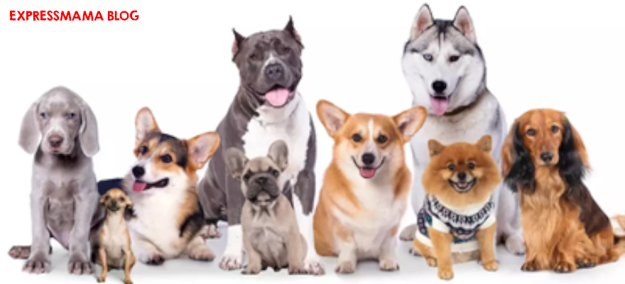Rüyada Köpek Görmek Ne Anlama Gelir? 2026 Güncel Rüya Tabirleri