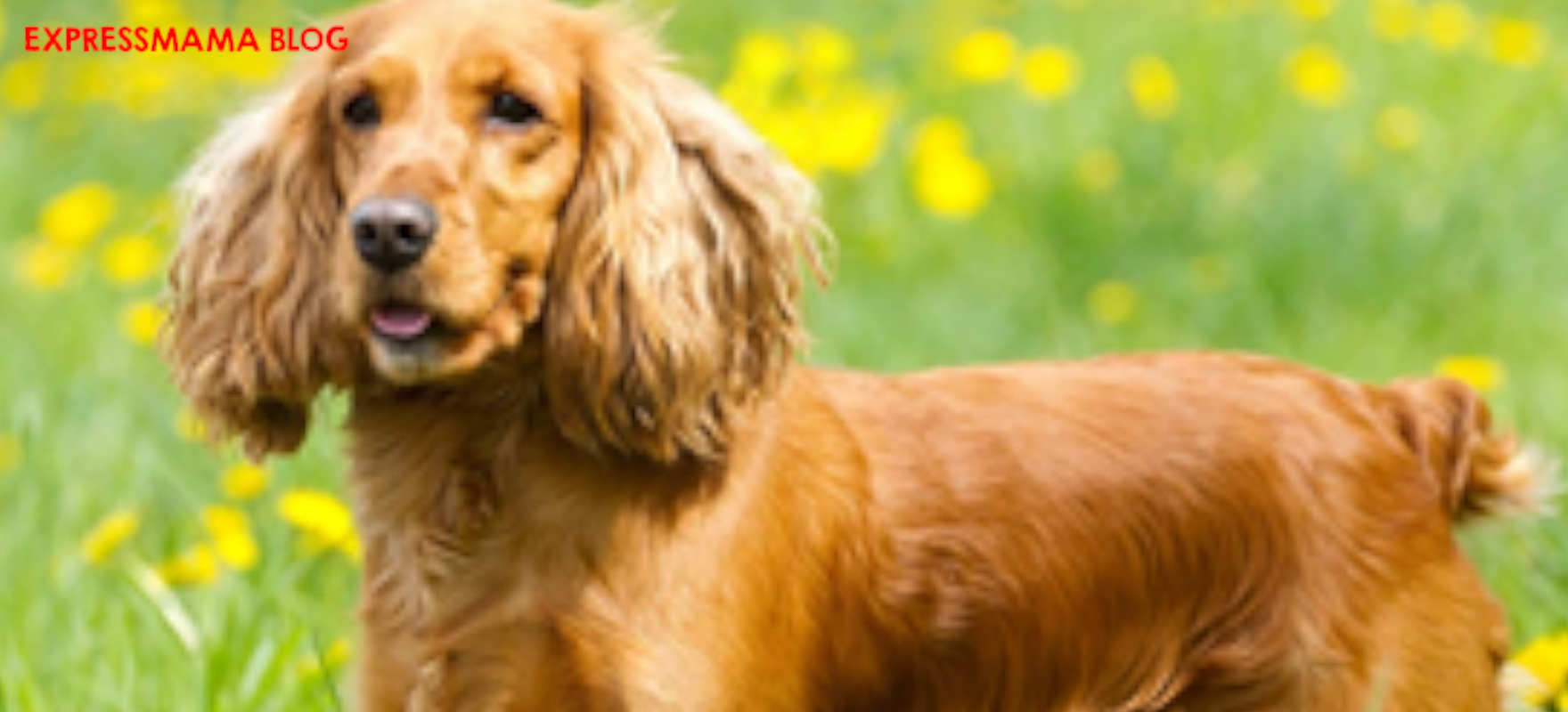 Somonlu Premium Köpek Mamaları Arasında En İyisi: N&D Tropical Selection Somonlu ve Tropikal Meyveli Orta ve Büyük Irk Yetişkin Köpek Maması Hakkında Detaylı Bilgiler